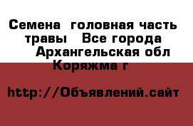 Семена (головная часть))) травы - Все города  »    . Архангельская обл.,Коряжма г.